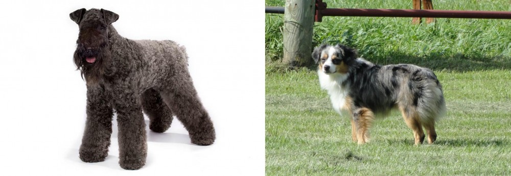 Toy Australian Shepherd vs Kerry Blue Terrier - Breed Comparison