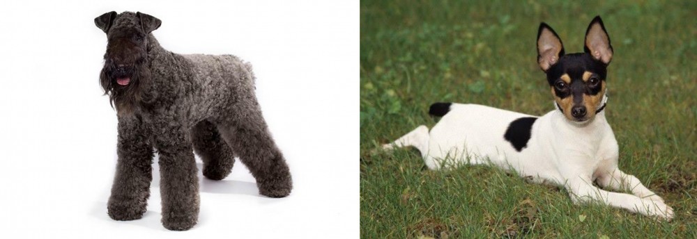 Toy Fox Terrier vs Kerry Blue Terrier - Breed Comparison
