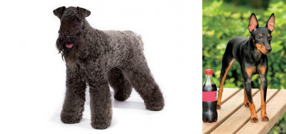 Toy Manchester Terrier vs Kerry Blue Terrier - Breed Comparison
