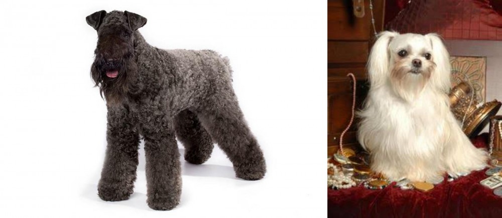 Toy Mi-Ki vs Kerry Blue Terrier - Breed Comparison