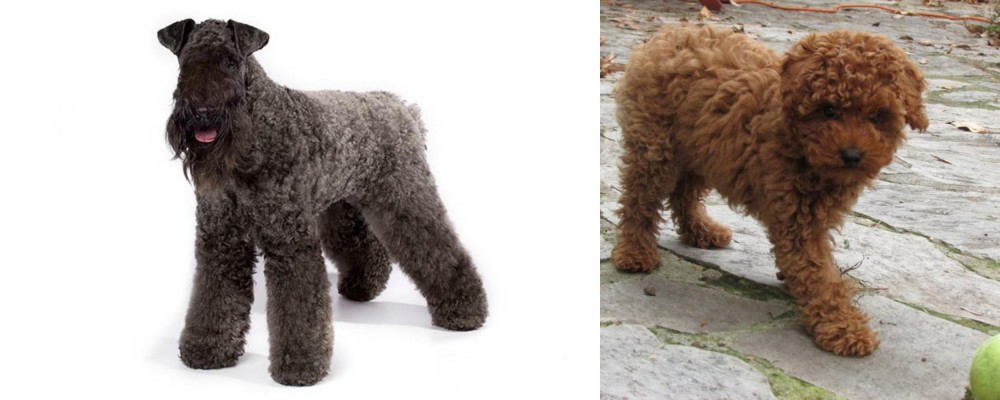 Toy Poodle vs Kerry Blue Terrier - Breed Comparison