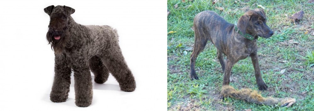 Treeing Cur vs Kerry Blue Terrier - Breed Comparison