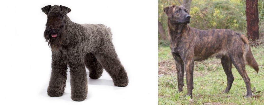 Treeing Tennessee Brindle vs Kerry Blue Terrier - Breed Comparison