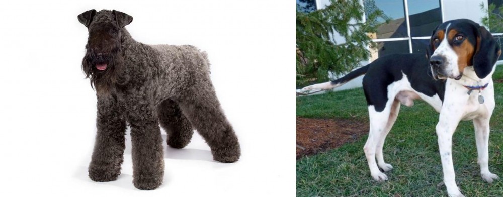 Treeing Walker Coonhound vs Kerry Blue Terrier - Breed Comparison