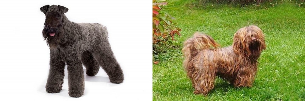 Tsvetnaya Bolonka vs Kerry Blue Terrier - Breed Comparison