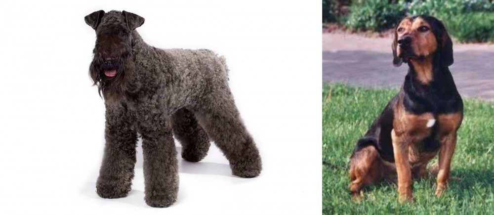 Tyrolean Hound vs Kerry Blue Terrier - Breed Comparison