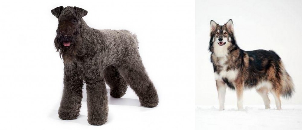 Utonagan vs Kerry Blue Terrier - Breed Comparison
