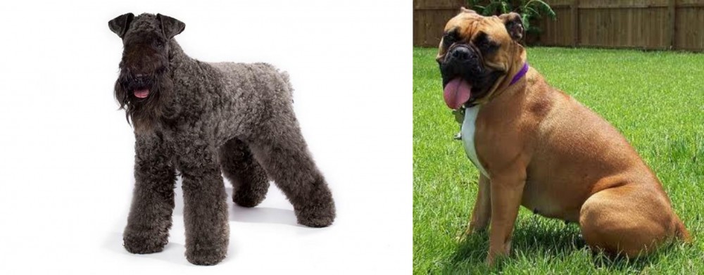 Valley Bulldog vs Kerry Blue Terrier - Breed Comparison
