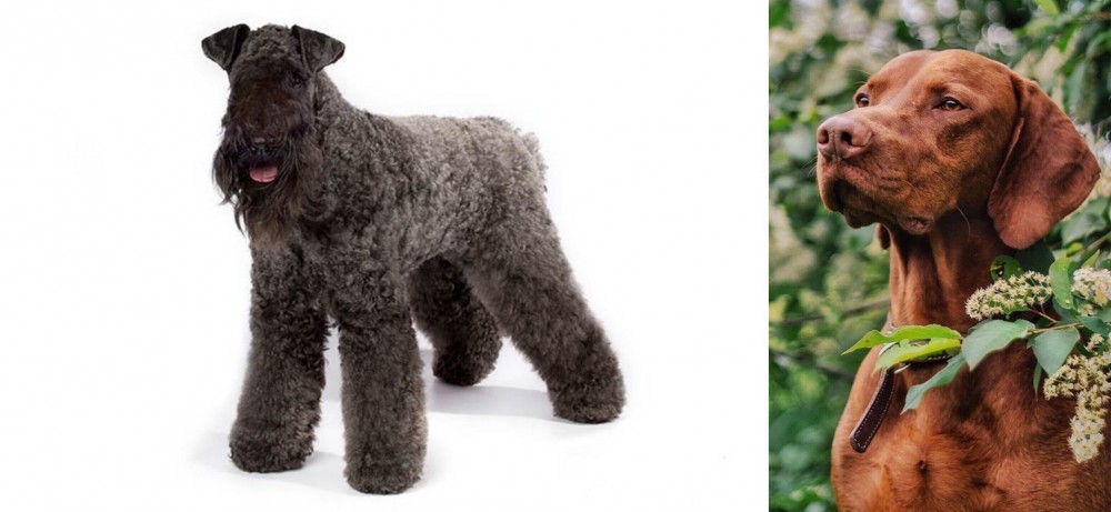 Vizsla vs Kerry Blue Terrier - Breed Comparison