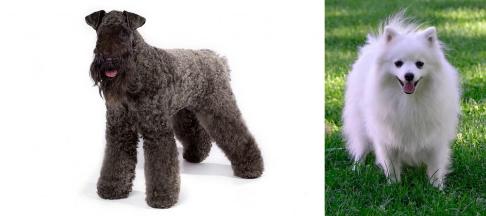 Volpino Italiano vs Kerry Blue Terrier - Breed Comparison