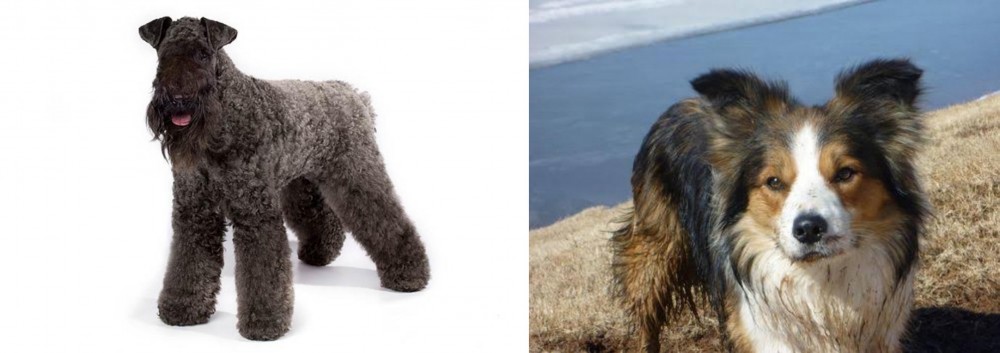 Welsh Sheepdog vs Kerry Blue Terrier - Breed Comparison