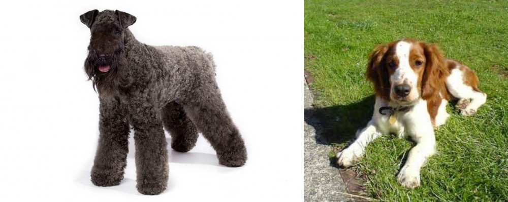 Welsh Springer Spaniel vs Kerry Blue Terrier - Breed Comparison