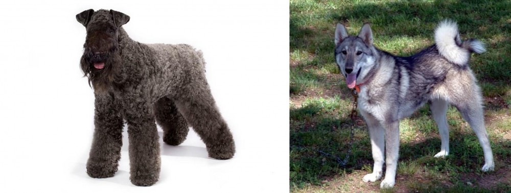 West Siberian Laika vs Kerry Blue Terrier - Breed Comparison