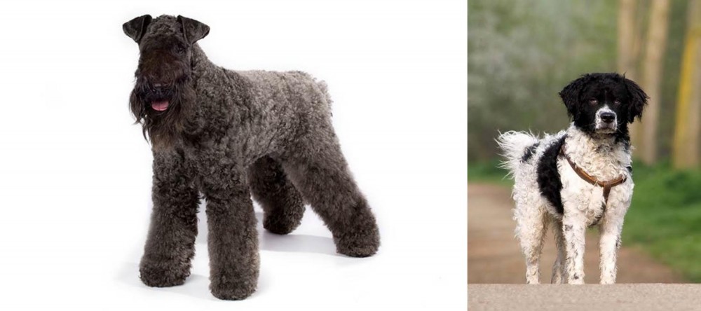 Wetterhoun vs Kerry Blue Terrier - Breed Comparison