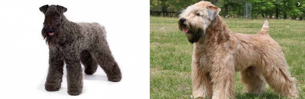 Wheaten Terrier vs Kerry Blue Terrier - Breed Comparison
