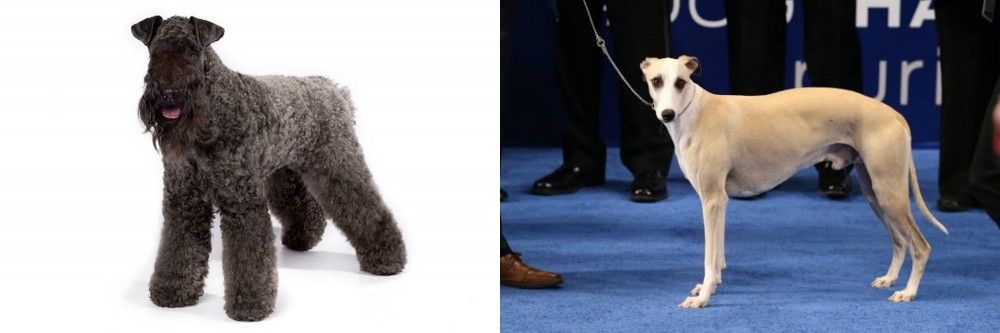 Whippet vs Kerry Blue Terrier - Breed Comparison