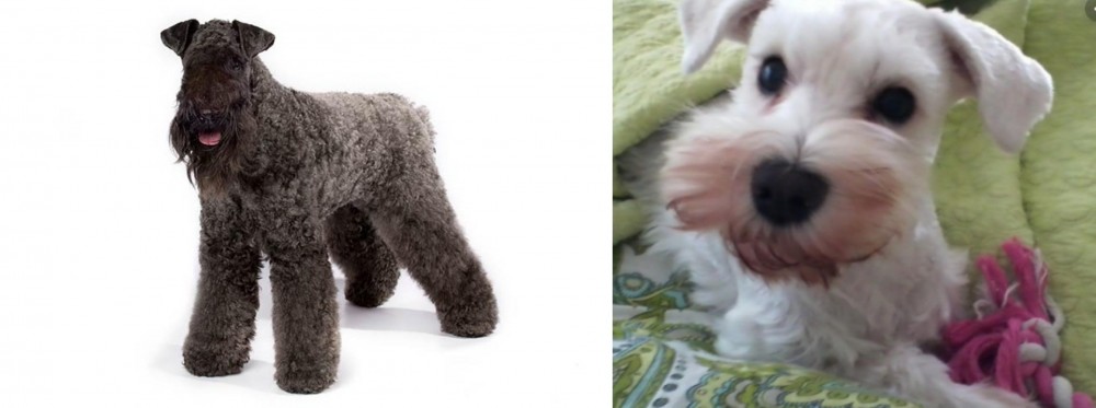 White Schnauzer vs Kerry Blue Terrier - Breed Comparison