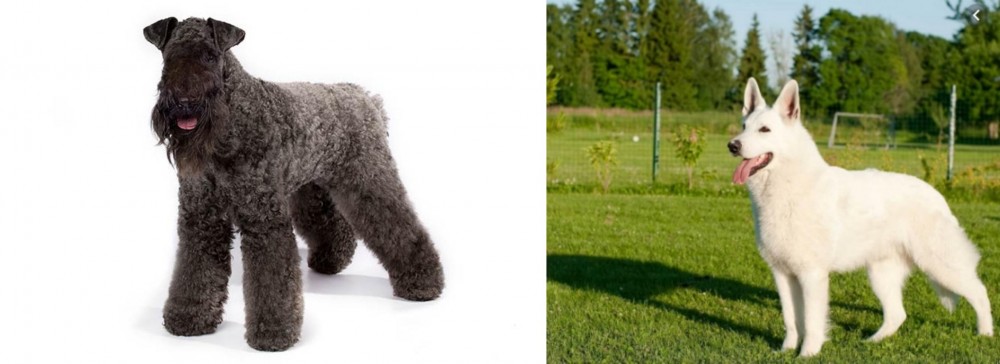 White Shepherd vs Kerry Blue Terrier - Breed Comparison
