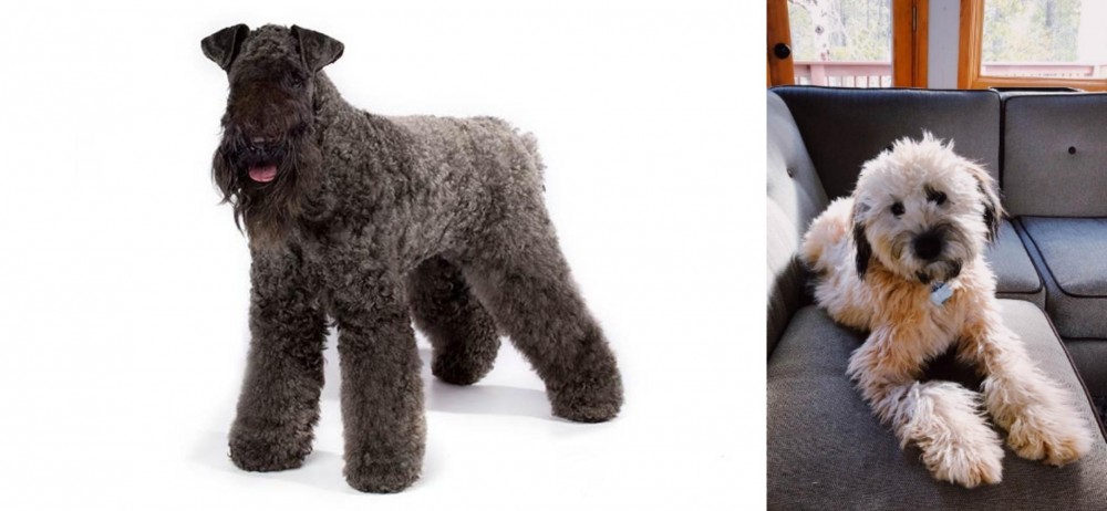Whoodles vs Kerry Blue Terrier - Breed Comparison