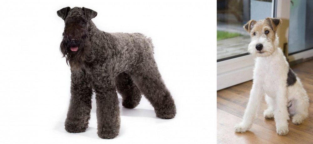Wire Fox Terrier vs Kerry Blue Terrier - Breed Comparison
