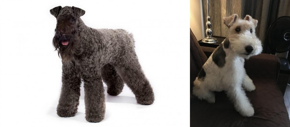 Wire Haired Fox Terrier vs Kerry Blue Terrier - Breed Comparison