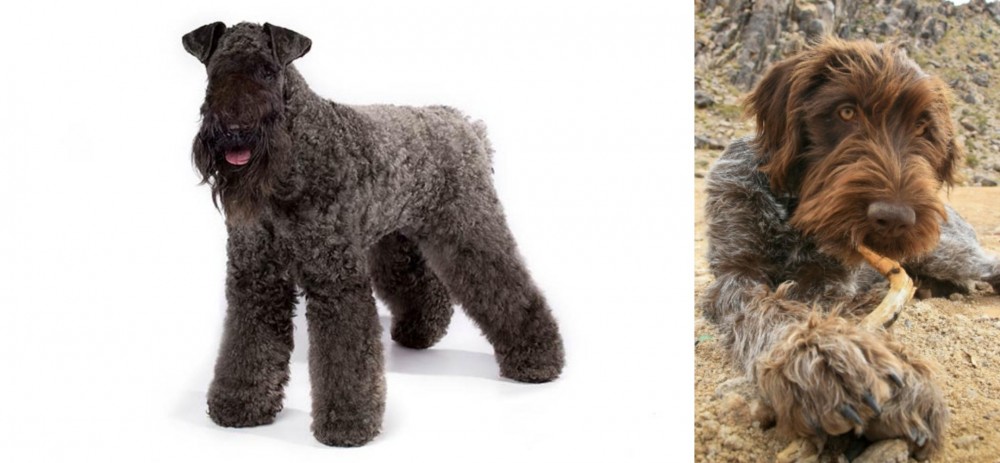 Wirehaired Pointing Griffon vs Kerry Blue Terrier - Breed Comparison