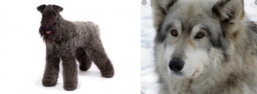 Wolfdog vs Kerry Blue Terrier - Breed Comparison