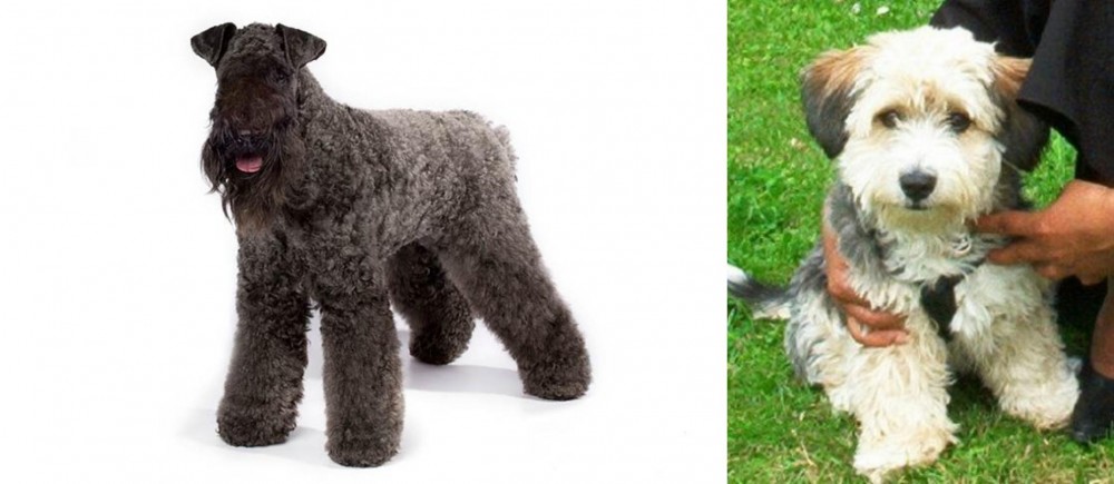 Yo-Chon vs Kerry Blue Terrier - Breed Comparison