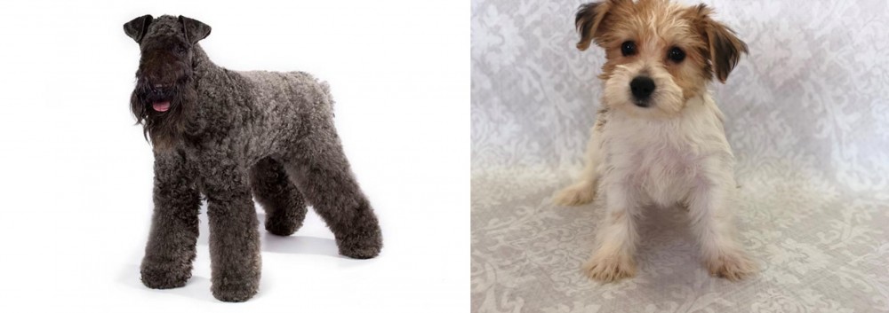 Yochon vs Kerry Blue Terrier - Breed Comparison