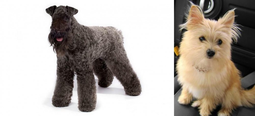 Yoranian vs Kerry Blue Terrier - Breed Comparison