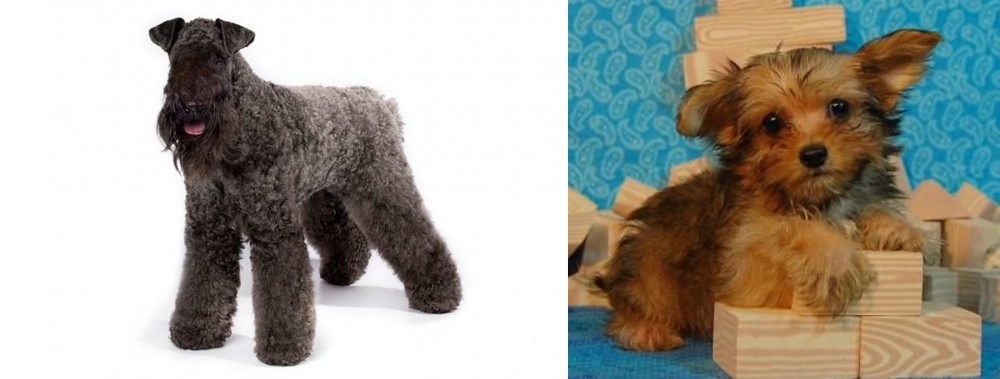 Yorkillon vs Kerry Blue Terrier - Breed Comparison