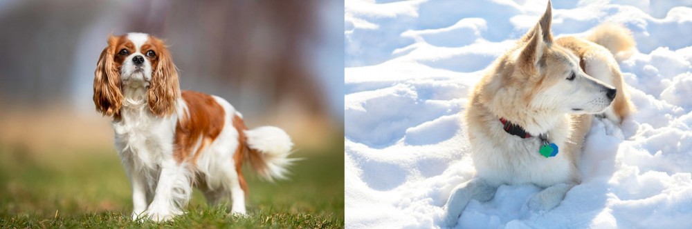 Labrador Husky vs King Charles Spaniel - Breed Comparison