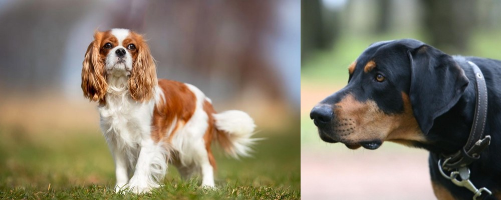 Lithuanian Hound vs King Charles Spaniel - Breed Comparison