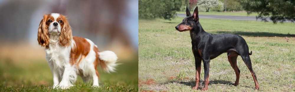 Manchester Terrier vs King Charles Spaniel - Breed Comparison