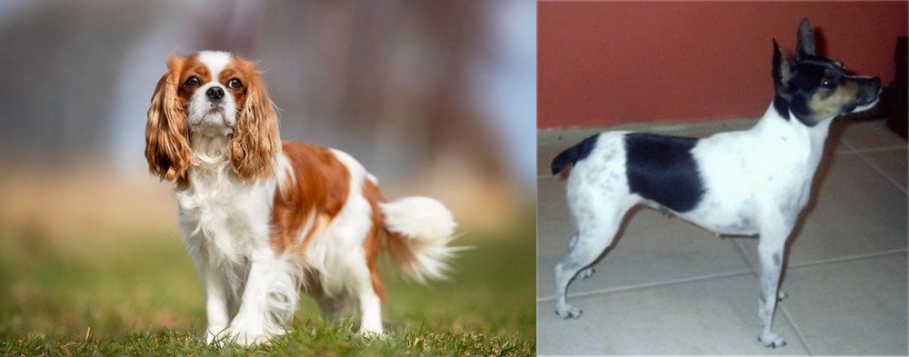 Miniature Fox Terrier vs King Charles Spaniel - Breed Comparison