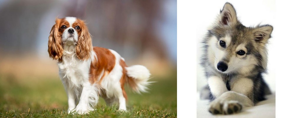 Miniature Siberian Husky vs King Charles Spaniel - Breed Comparison
