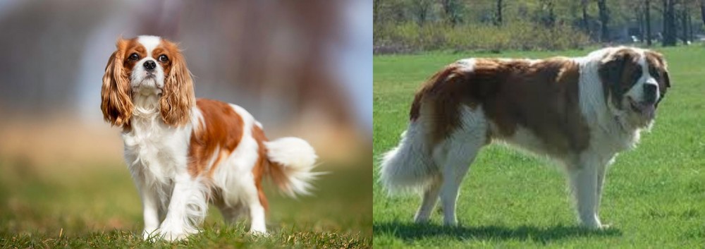 Moscow Watchdog vs King Charles Spaniel - Breed Comparison
