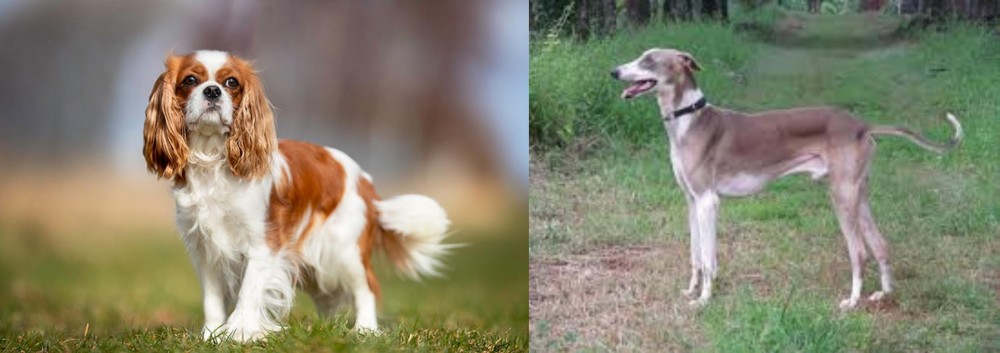 Mudhol Hound vs King Charles Spaniel - Breed Comparison