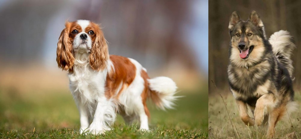 Native American Indian Dog vs King Charles Spaniel - Breed Comparison