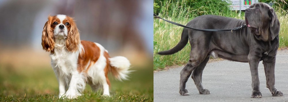 Neapolitan Mastiff vs King Charles Spaniel - Breed Comparison