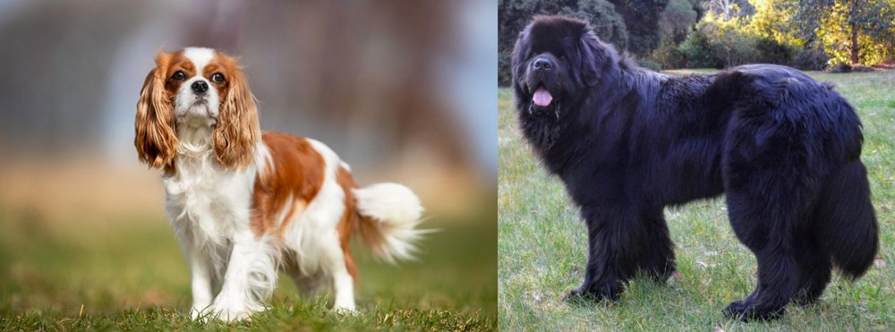 Newfoundland Dog vs King Charles Spaniel - Breed Comparison