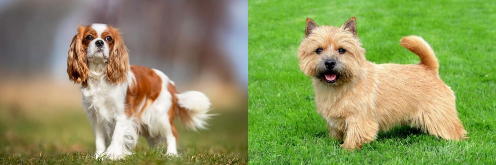 Norwich Terrier vs King Charles Spaniel - Breed Comparison