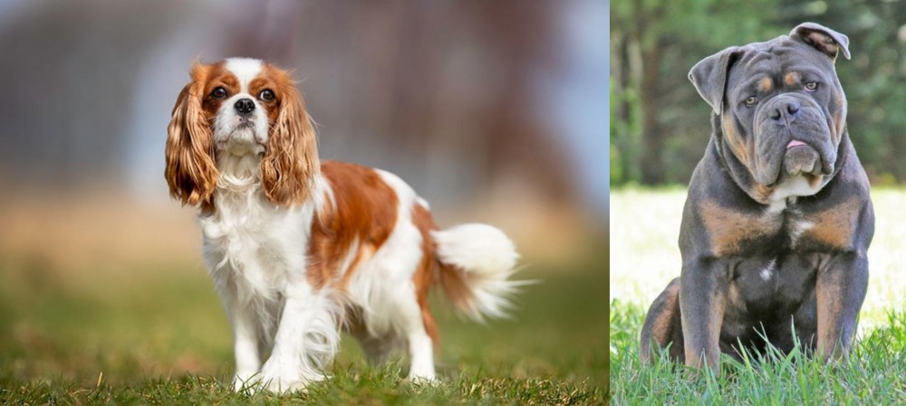 Olde English Bulldogge vs King Charles Spaniel - Breed Comparison