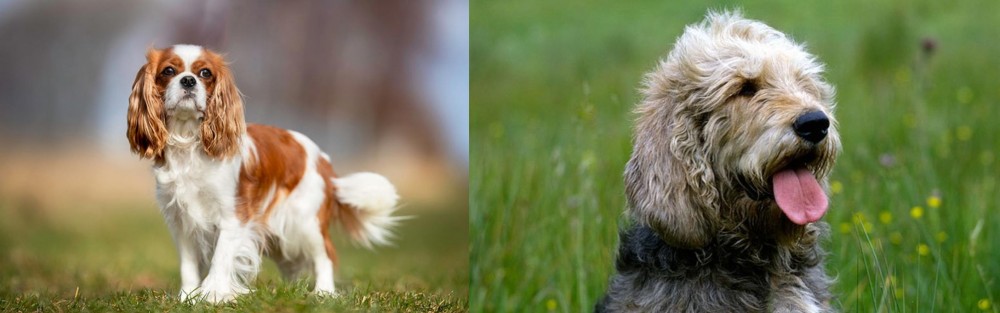 Otterhound vs King Charles Spaniel - Breed Comparison