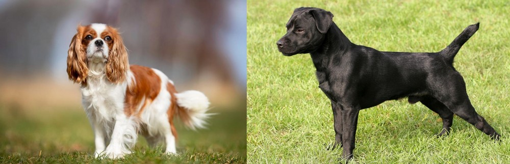 Patterdale Terrier vs King Charles Spaniel - Breed Comparison