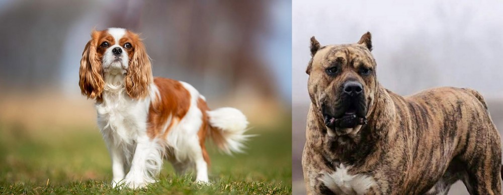 Perro de Presa Canario vs King Charles Spaniel - Breed Comparison