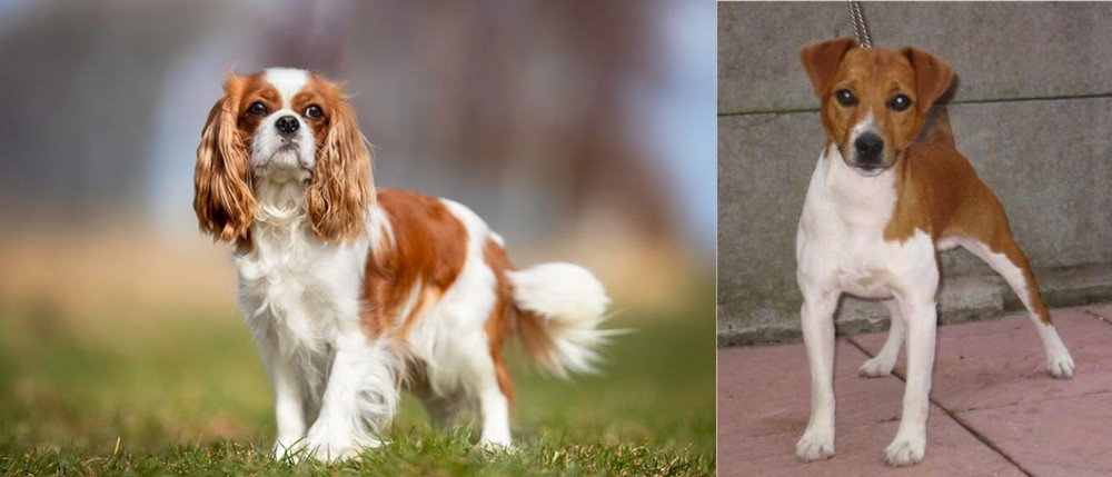 Plummer Terrier vs King Charles Spaniel - Breed Comparison