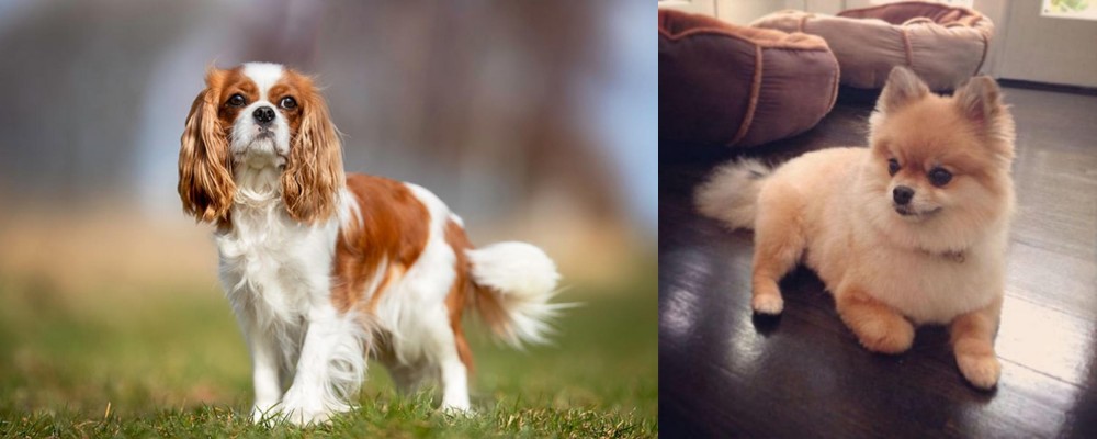 Pomeranian vs King Charles Spaniel - Breed Comparison