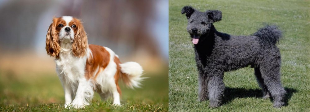 Pumi vs King Charles Spaniel - Breed Comparison