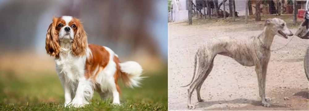 Rampur Greyhound vs King Charles Spaniel - Breed Comparison